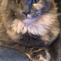 Maine Coon