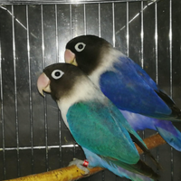 Coppia insep mascherato cobalto x cobalto viola