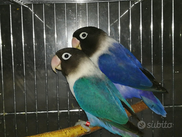 Coppia insep mascherato cobalto x cobalto viola