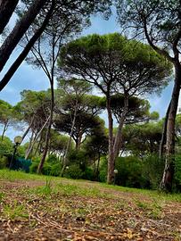 Marina di Grosseto Casa in Pineta Il "Grillo"