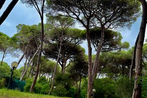 Marina di Grosseto Casa in Pineta Il "Grillo"