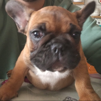 Bulldog francese