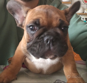 Bulldog francese