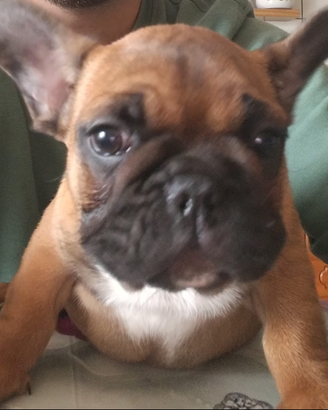 Bulldog francese