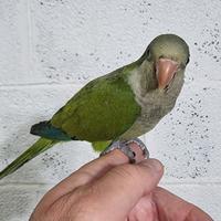 Pullo di parrocchetto Monaco svezzato