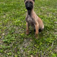 Cucciola pastore belga Malinois