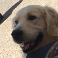 Golden retriever per monta per cuccioli