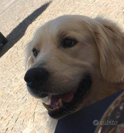 Golden retriever per monta per cuccioli