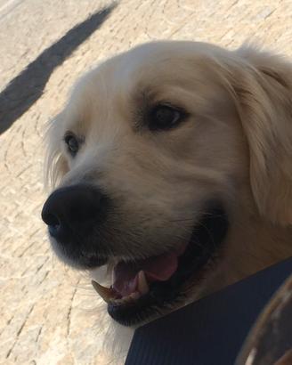 Golden retriever per monta per cuccioli