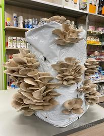 Balla per funghi coltivazione