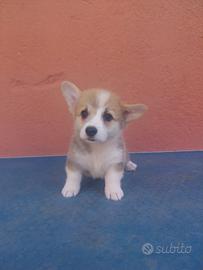Corgi pembroke