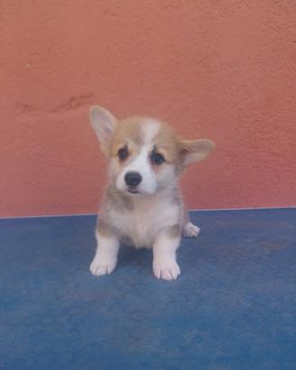 Corgi pembroke