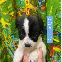 Lupin