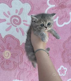 Cucciola exotic shorthair blue cream