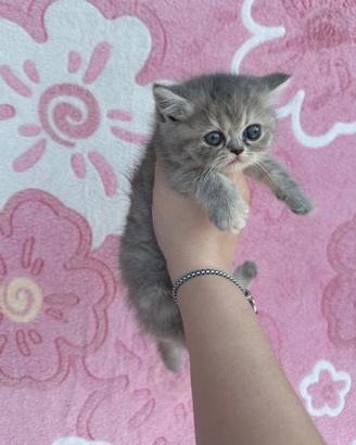 Cucciola exotic shorthair blue cream