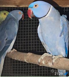 Parrocchetti per formare coppia