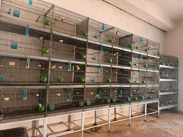 Allevamento cardellini canarini più batteria