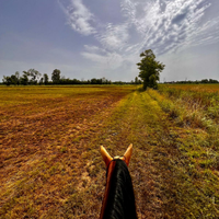 Passeggiate a cavallo