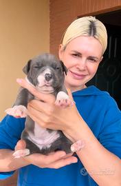 Amstaff cucciola BLU