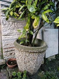 Vasi in cemento e terracotta da giardino e bonsai