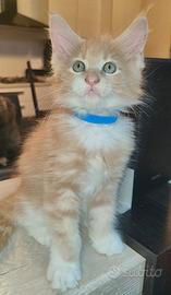 Splendido Maine Coon maschio 