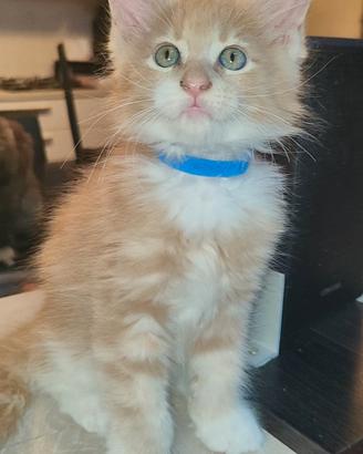 Splendido Maine Coon maschio 