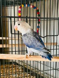 Pappagalli Fischer 2025