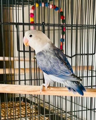 Pappagalli Fischer 2025