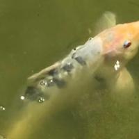 Carpa Koi