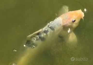 Carpa Koi