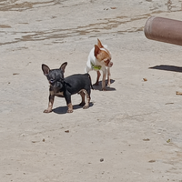 Chihuahua toy