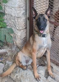 Pastore Belga Malinois femmina, 2 anni