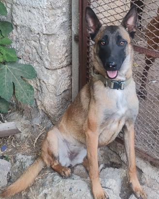 Pastore Belga Malinois femmina, 2 anni