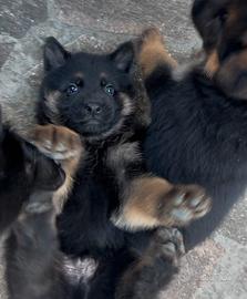 Cuccioli pastore tedesco