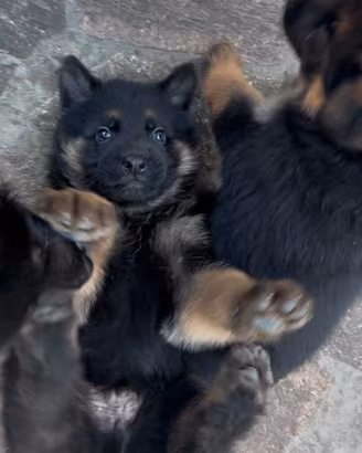 Cuccioli pastore tedesco