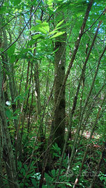 Terreno a bosco di castagno