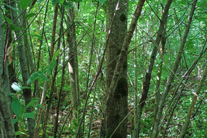 Terreno a bosco di castagno