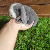 Cuccioli ariete nano minilop Blu split occhi azzu