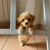 Maltipó albicocca toy maschio