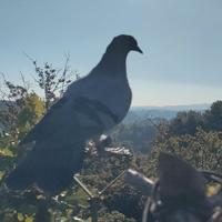 Piccioni addestrati, cimbelli e volantini (caccia