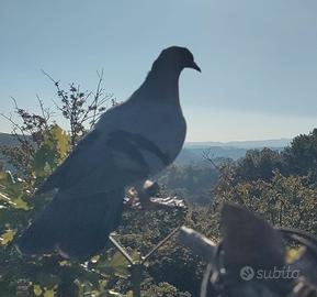 Piccioni addestrati, cimbelli e volantini (caccia