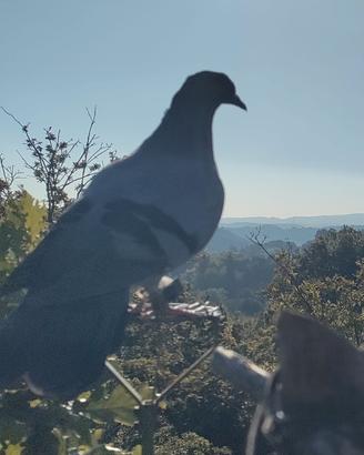 Piccioni addestrati, cimbelli e volantini (caccia