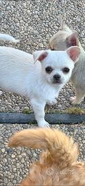 Chihuahua maschietto