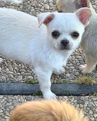 Chihuahua maschietto