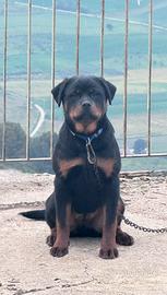 DISPONIBILE, BIRBA, Cucciola di Rottweiler