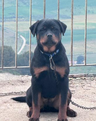 DISPONIBILE, BIRBA, Cucciola di Rottweiler