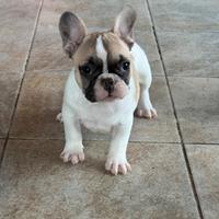 Cucciola bulldog francese