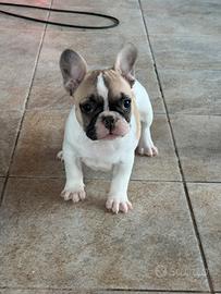 Cucciola bulldog francese