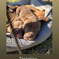 Cuccioli di pitbull red nose