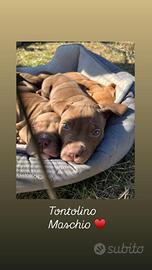 Cuccioli di pitbull red nose